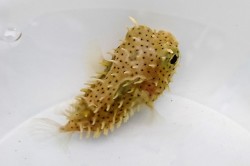 ※レアサイズ　ブライドルドバールフイッシュ　幼魚　【カリブ海産】※6センチ程度　※7/14入荷　※商談中