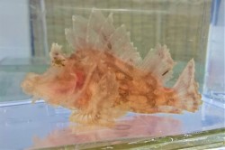 SOLDOUT　※クリスマス特価（25日23：59迄）　ボロカサゴSP（薄ピンク）　【仕入れ個体】　※12センチ程度　※11/13入荷