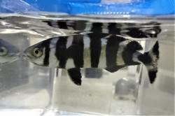 ※珍　ブリモドキ幼魚　【近海仕入れ個体】　※12センチ程度　4/12入荷