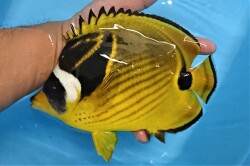 SOLDOUTチョウハン特大　【屋久島産ハンドコート】　※21センチ程度　※12/29入荷
