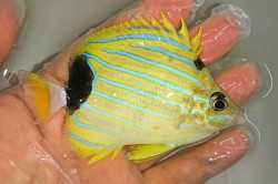 アオタテジマチョウチョウオ　【ハワイ産】　※10センチ程度　※3/15入荷　可愛いサイズが入荷しました　※各種人工飼料OK