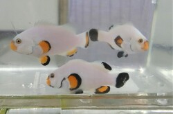 フルプラチナオセラリス　【海外ブリード個体】　※6センチ程度　※6/6入荷