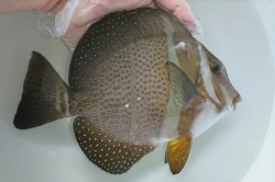 ※SALE　ゴマニザ　特大　【仕入れ個体】※18センチ程度　※5/29入荷　※海藻プレミアム、メガバイト等　粒餌OK