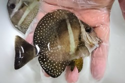 ゴマニザ　幼魚　【海外仕入れ個体】　※10センチ程度　※7/18入荷
