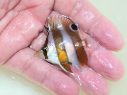 SOLDOUT　ゲンロクダイベビー【日本海ハンドコート】　※5センチ程度　※10/1採取　