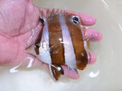 SOLDOUT　ゲンロクダイ【日本海ハンドコート】　※10センチ程度　※10/1採取