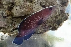 ※SALE　※国内初入荷？　グレーターソープフィッシュ幼魚　【カリブ便】　※15センチ程度　※5/24入荷　※粒餌OK