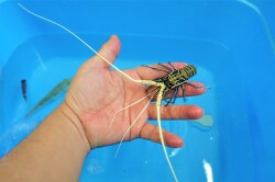 SOLDOUT　ゴシキエビ幼体【海外仕入れ個体】　※胴長8センチ程度　2/1入荷