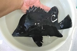 SOLDOUT　※レアサイズ　ヒゲダイ若魚　【駿河湾産仕入れ個体】※25センチ程度　※11/21入荷