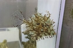 SOLDOUT　ヒゲハギ　【仕入れ個体】　※9センチ程度　※4/12入荷　※各種人工飼料OK
