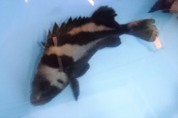 ヒゲソリダイ特大　【瀬戸内海産仕入れ個体】　25センチ程度　※1/10入荷