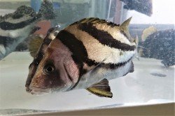 SALE　ヒゲソリダイ　【静岡産仕入れ個体】　22～25センチ程度　※2/16入荷