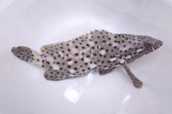 SOLDOUT●SALE※レア　ホシヒレグロハタ特大【仕入れ個体】　※22～25センチ程度　※2/16入荷　