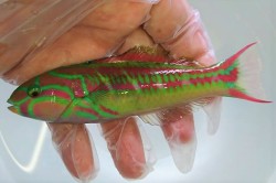 ハコベラ　【仕入れ個体】　※15センチ程度　※6/23入荷　S梱包