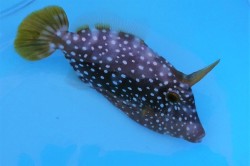 ハクセイハギ中成魚【近海ハンドコート】※16センチ程度　※9/16入荷　※売約済