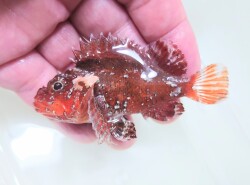 調整中　ヒメサンゴカサゴSP濃オレンジ【海外仕入れ個体】　※7センチ程度　※3/8入荷