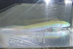 SOLD OUT　ハナハゼ（日本海）　【青海島産ハンドコート】　※15センチ程度　※8/2採取