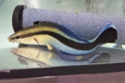 ホンソメワケベラ大【近海ハンドコート】　※10センチ程度　※6/20入荷　粒餌、フレーク人工飼料良く食べます