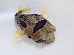 ヒトヅラハリセンボン　【ケニア産】　17センチ程度　※1/30入荷