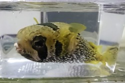 SOLDOUT　ヒトヅラハリセンボン幼魚　【薩南諸島ハンドコート】　18センチ程度　※8/26採取
