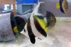 ハタタテダイ【ツインバナー（2本旗）】　屋久島ハンドコート　※5センチ　※8月採取、11/24出品　※粒餌OK