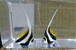 真ハタタテダイ幼魚【日本海ハンドコート】　5センチ程度　※10/1３採取