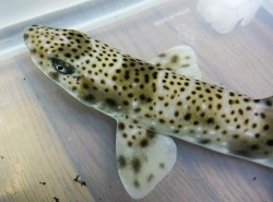 ※激レア　ヒョウザメ　【沖縄深海産仕入れ個体】※４５センチ程度　※丈夫なメスです　※生エビ、生魚切り身食べています ※3/20入荷※売約済