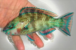 オウムブダイ？イチモンジブダイ？　オス若魚　【仕入れ個体】　※15センチ程度　　※3/24入荷　※各種人工飼料OK