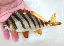SOLDOUT　タカノハダイ若魚【青海島ハンドコート】※15～18センチ程度　複数在庫　※7/2採取