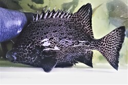 SOLDOUT　イシガキダイ成魚（クチジロ）　33センチ程度　【屋久島産ハンドコート】　※3/18採取