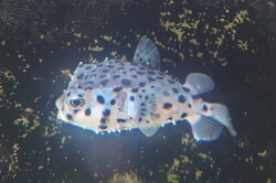 SOLDOUT※レア　イシガキフグ幼魚A　やや大きめ【国内ブリード個体】　※12～15センチ程度　