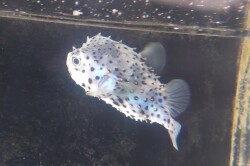 SOLDOUT※レア　イシガキフグ幼魚B　やや大きめ【国内ブリード個体】　※12～15センチ程度　