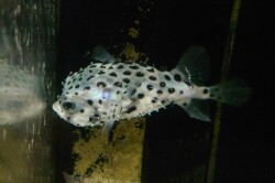 SOLDOUT※レア　イシガキフグ幼魚D　やや大きめ【国内ブリード個体】　※15センチ程度　下唇開き気味　