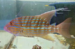 SOLDOUT　イトヒキフエダイ中成魚　【バリ産仕入れ個体】　※30～35センチ程度　※2021年11/6入荷　※関西まで通常発送可