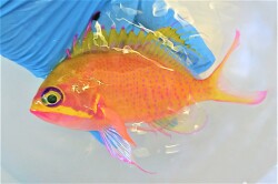 SOLDOUT　激レア　イッテンサクラダイ　【水深150Ｍ 近海仕入れ個体】　飼育水温18℃　※17センチ程度  2021年7月入荷　※慣れて何でも良く食べています