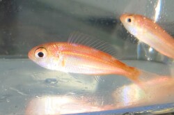 SOLDOUT※レア※SALE　ソコイトヨリダイ幼魚【近海仕入れ個体】6センチ程度　※10/27入荷　※メガバイトＭ食べています