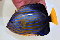 SOLDOUT※SALE　”極美”キンチャクダイ成魚　特大【日本海産ハンドコート】18～20センチ程度　※2022年9/28採取 ※各種人工飼料OK