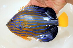SOLDOUT”極美”キンチャクダイ成魚　特大【日本海産ハンドコート】18センチ程度　※2023年7/1出品 ※各種人工飼料OK