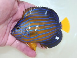 SOLDOUT　キンチャクダイ【日本海ハンドコート】A　11センチ程度　10/1採取　