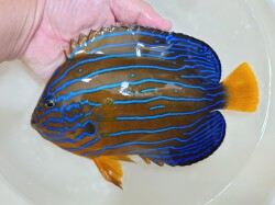 粒餌OK”極美”キンチャクダイ　特大【天草産ハンドコート】20センチ程度　10/27ハンドコート採取