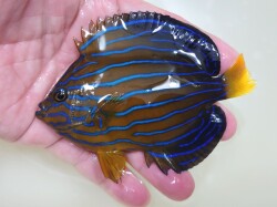 粒餌S粒OK　キンチャクダイ【日本海ハンドコート】　10センチ程度　10/13採取　