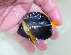 SOLDOUT　ベトナムキンチャクダイ幼魚【ベトナム産】　5センチ程度　9/12入荷