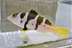 SOLDOUT　コクハンアラ幼魚　【仕入れ個体】　※13センチ程度　※6/12入荷　