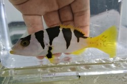 SOLDOUT※超SALE　コクハンアラ若魚【仕入れ個体】　※20センチ程度　※2021年10/29入荷　