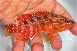 コクテンハタ幼魚　【仕入れ個体】　※9センチ程度　※12/10入荷