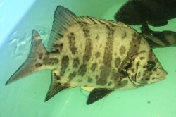 キンダイ（イシダイ×イシガキダイ交雑）【瀬戸内海産仕入れ個体】※28センチ程度　※1/10入荷