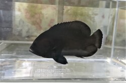 SOLDOUT　クロハタ幼魚　【セブ島仕入れ個体】　※8センチ程度　※9/24入荷