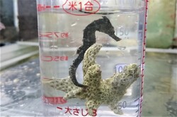 SOLDOUT　クロウミウマ幼魚　【薩南諸島ハンドコート】　8センチ程度　8/26採取