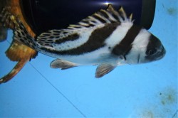 コショウダイ【近海産仕入れ個体】20センチ程度　※4/4出品　約1ヶ月水槽飼育で調整済　※売約済