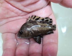 SOLDOUT コショウダイベビー【近海産】　5センチ程度　9/12入荷